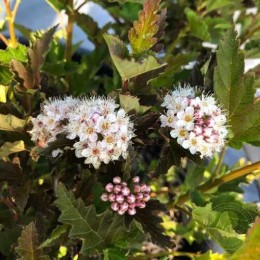 Пузыреплодник калинолистный Литтл Лина