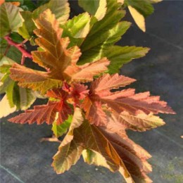 Пузыреплодник калинолистный Литтл Лина