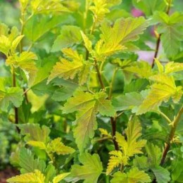 Пузыреплодник калинолистный Литтл Лина