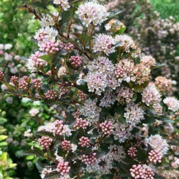 Пузыреплодник калинолистный Мэджикал Свит Черри Ти