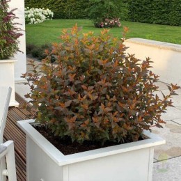 Пузыреплодник калинолистный Мэджикал Свит Черри Ти