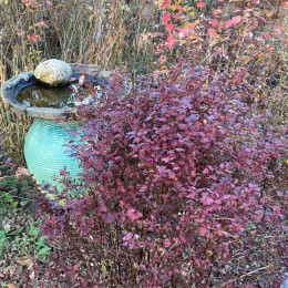 Пузыреплодник калинолистный Мэджикал Свит Черри Ти