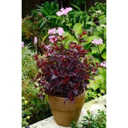 Пузыреплодник калинолистный Олл Блэк