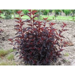 Пузыреплодник калинолистный Олл Блэк