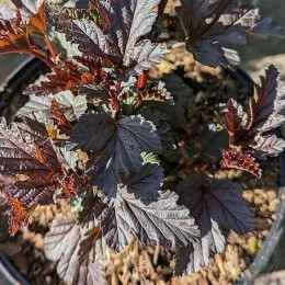 Пузыреплодник калинолистный Пантер