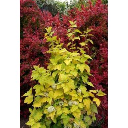 Пузыреплодник калинолистный Минанж / Энджел Голд