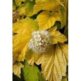 Пузыреплодник калинолистный Минанж / Энджел Голд