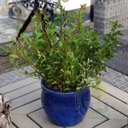 Пузыреплодник калинолистный Литл Грини