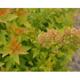 Пузыреплодник калинолистный Тайни Вайн Голд