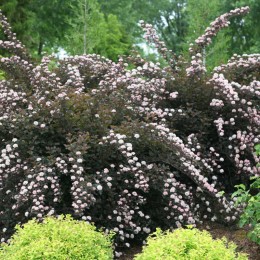 Пузыреплодник калинолистный Петит Плюм