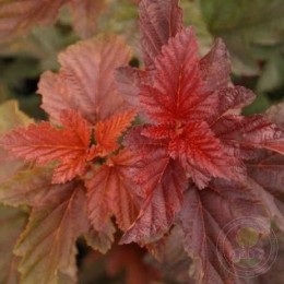 Пузыреплодник калинолистный Здеховице