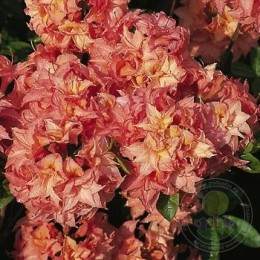 Рододендрон жёлтый Ариста