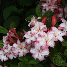 Рододендрон жёлтый Корнель