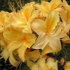 Рододендрон жёлтый Сан Чариот