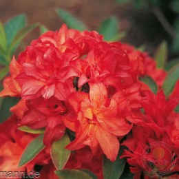 Рододендрон микстум Фойеркёпфхен