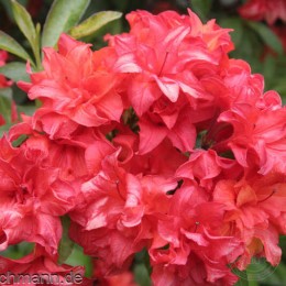 Рододендрон микстум Фойеркёпфхен