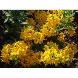 Рододендрон жёлтый Голдтопаз