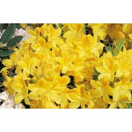 Рододендрон жёлтый Голдтопаз