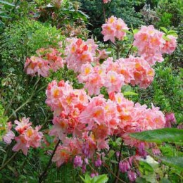 Рододендрон листопадный Сесиль