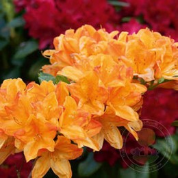 Рододендрон листопадный Голден Лайтс