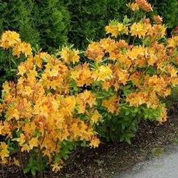 Рододендрон листопадный Голден Лайтс