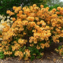 Рододендрон листопадный Голден Лайтс