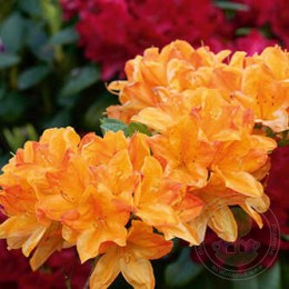 Рододендрон листопадный Голден Лайтс