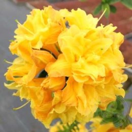 Рододендрон жёлтый Чардаш