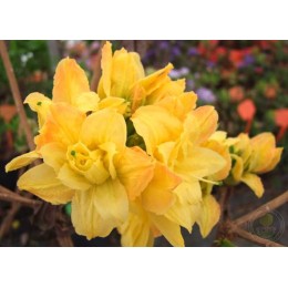 Рододендрон жёлтый Чардаш