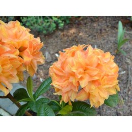 Рододендрон жёлтый Чардаш