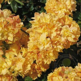 Рододендрон жёлтый Чардаш