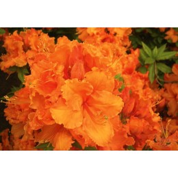 Рододендрон жёлтый Гибралтар