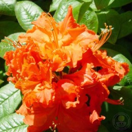 Рододендрон жёлтый Гибралтар