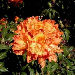 Рододендрон жёлтый Гибралтар