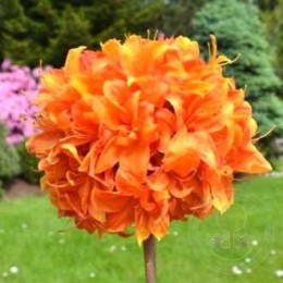 Рододендрон жёлтый Глоуинг Эмберс