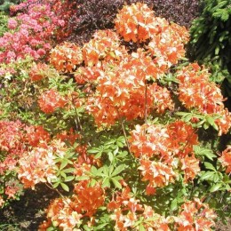 Рододендрон жёлтый Глоуинг Эмберс