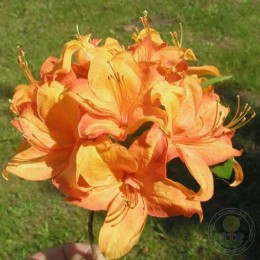 Рододендрон жёлтый Глоуинг Эмберс