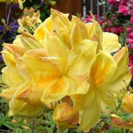 Рододендрон жёлтый Голден Сансет