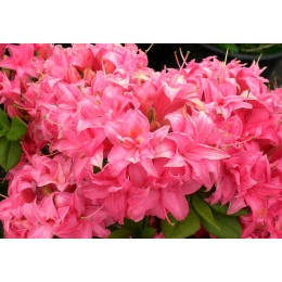 Рододендрон жёлтый Хоумбуш