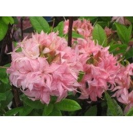 Рододендрон жёлтый Хоумбуш