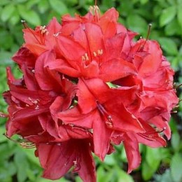 Рододендрон жёлтый Набукко