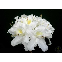 Рододендрон жёлтый Оксидол