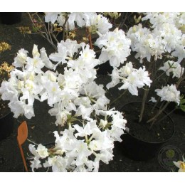 Рододендрон жёлтый Оксидол