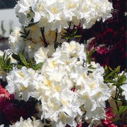 Рододендрон жёлтый Оксидол