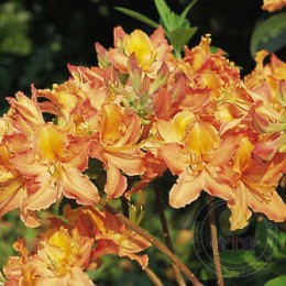 Рододендрон листопадный Мандарин Лайтс
