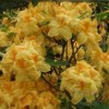 Рододендрон жёлтый Сан Чариот
