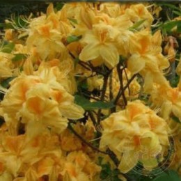 Рододендрон жёлтый Сан Чариот