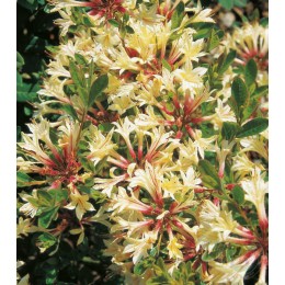 Рододендрон южный