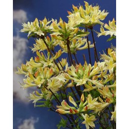 Рододендрон южный