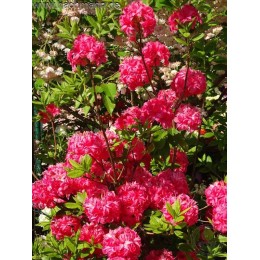 Рододендрон жёлтый Бен Лоерс